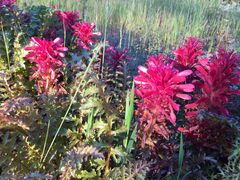 Pedicularis densiflora densiflora