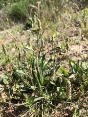 Plantago erecta