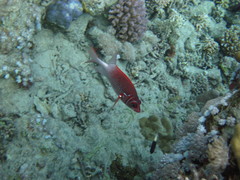 Sargocentron caudimaculatum