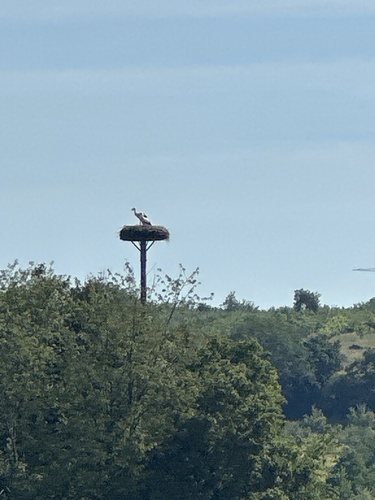 White Stork