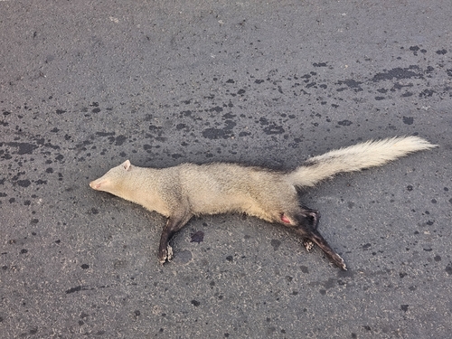 Northern White-tailed Mongoose