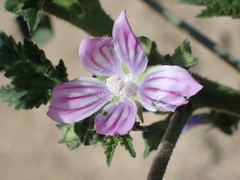Malva nicaeensis