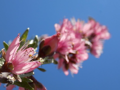 Prunus persica persica