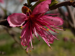 Prunus persica persica