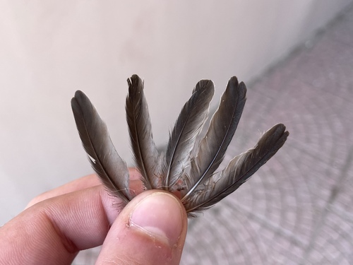 Western House Martin