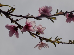Prunus persica persica