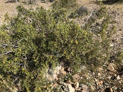 Larrea tridentata