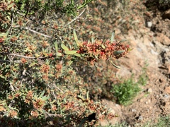 Tetracoccus dioicus