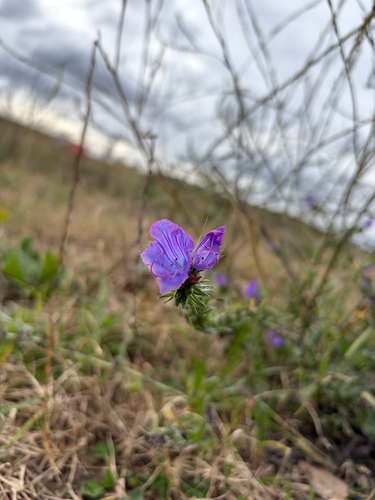 purple viper's-bugloss