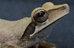 Osteocephalus planiceps