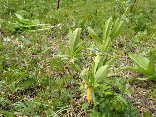 Daphne pseudomezereum observed 2026-06-18
