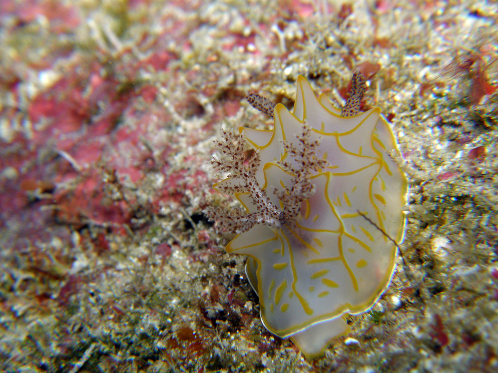 Halgerda diaphana