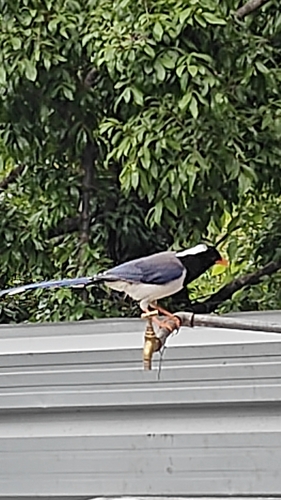 Yellow-billed Blue-Magpie