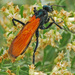 New World Tarantula-hawk Wasps - Photo (c) Jerry Oldenettel, some rights reserved (CC BY-NC-SA)