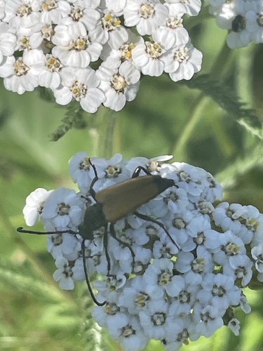 tawny longhorn beetle