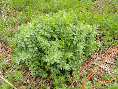 Levisticum officinale, 2026-06-18