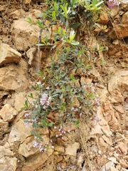 Ceanothus prostratus prostratus