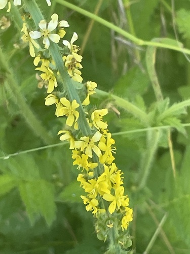 common agrimony