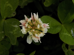 Trifolium repens repens