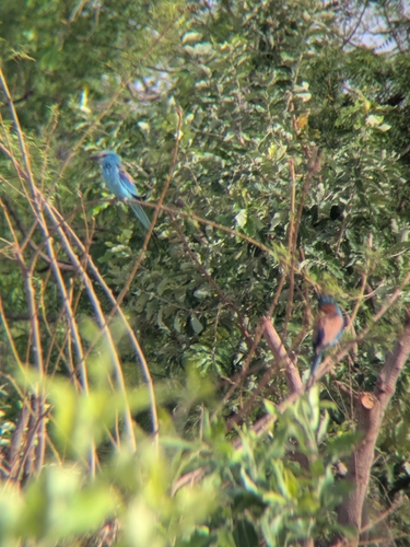 Abyssinian Roller