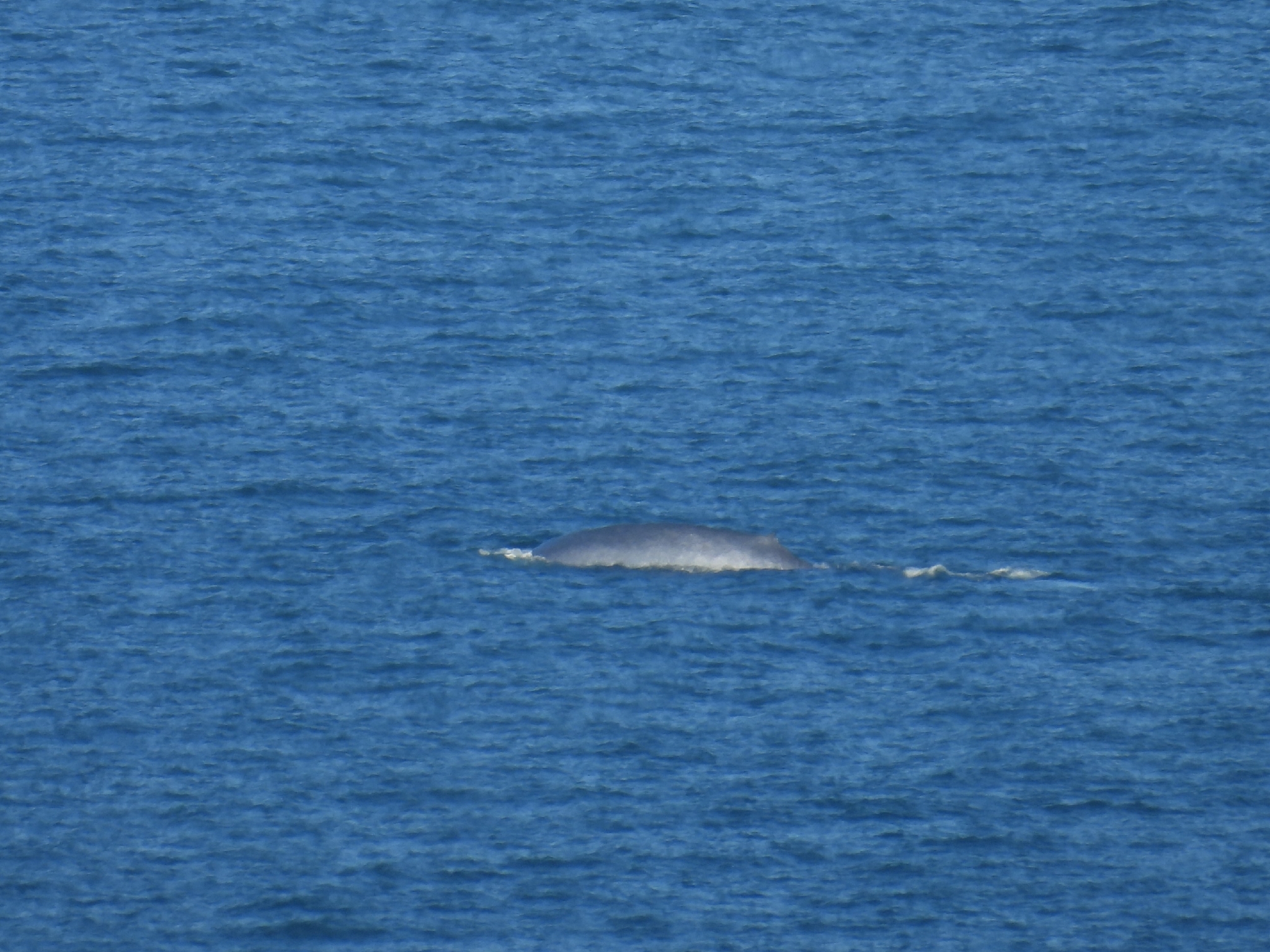 Balaenoptera musculus