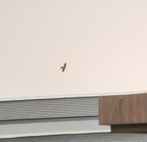 Barn Swallow