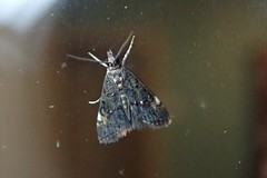 Heliothela ophideresana