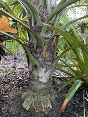 Thrinax excelsa