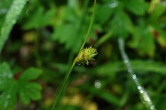 Carex inversa, photograph (c) Greg Tasney, some rights reserved (CC BY-SA)
