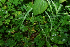 Carex inversa, photograph (c) Greg Tasney, some rights reserved (CC BY-SA)