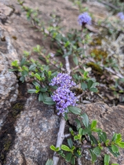 Ceanothus pumilus