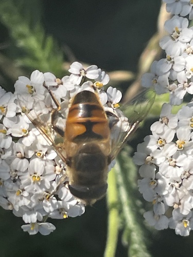 Common Drone Fly