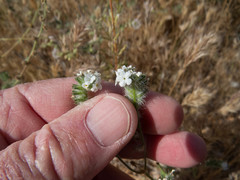 Cryptantha muricata