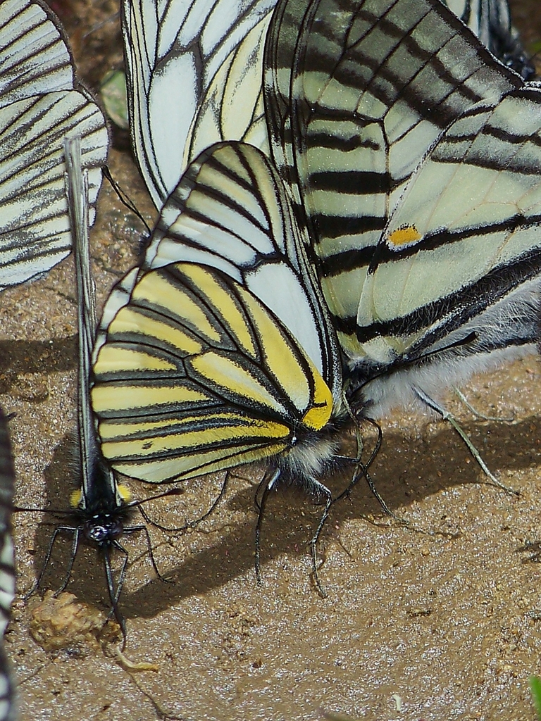 Aporia martineti