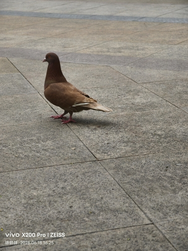Feral Pigeon