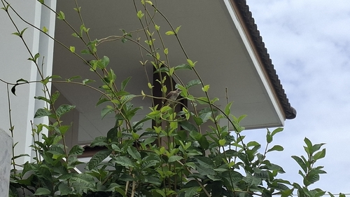 Yellow-vented Bulbul