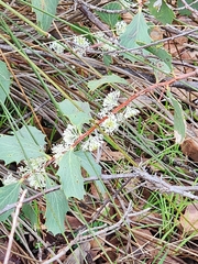 (c) Carmon, some rights reserved (CC BY-SA) Hakea cristata, photograph (c) Carmon, some rights reserved (CC BY-SA)