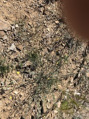 Eulobus californicus