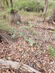 (c) Carmon, some rights reserved (CC BY-SA) Hakea cristata, photograph (c) Carmon, some rights reserved (CC BY-SA)
