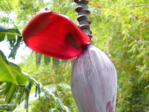 Musa acuminata observed 2026-06-17