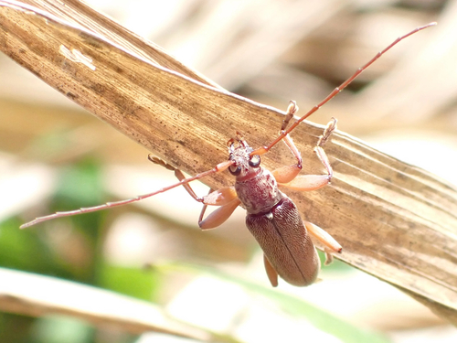 Ceresium unicolor observed 2026-06-17