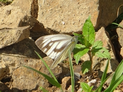 Pieris erutae
