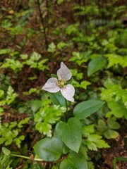 Pseudotrillium rivale