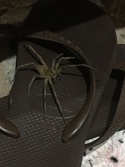 Phoneutria nigriventer