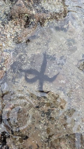 Ophiopteris antipodum observed 2026-06-16