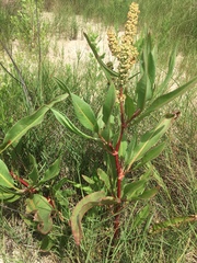Rumex chrysocarpos
