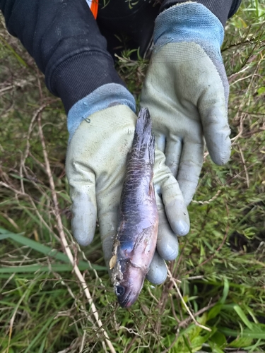 Banded kokopu (Galaxias fasciatus) — Galaxiidae