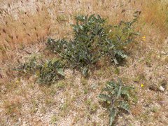 Asclepias nyctaginifolia