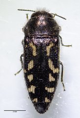 Acmaeodera retifera