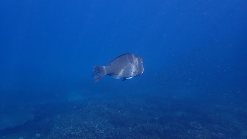 Bumphead Parrotfish